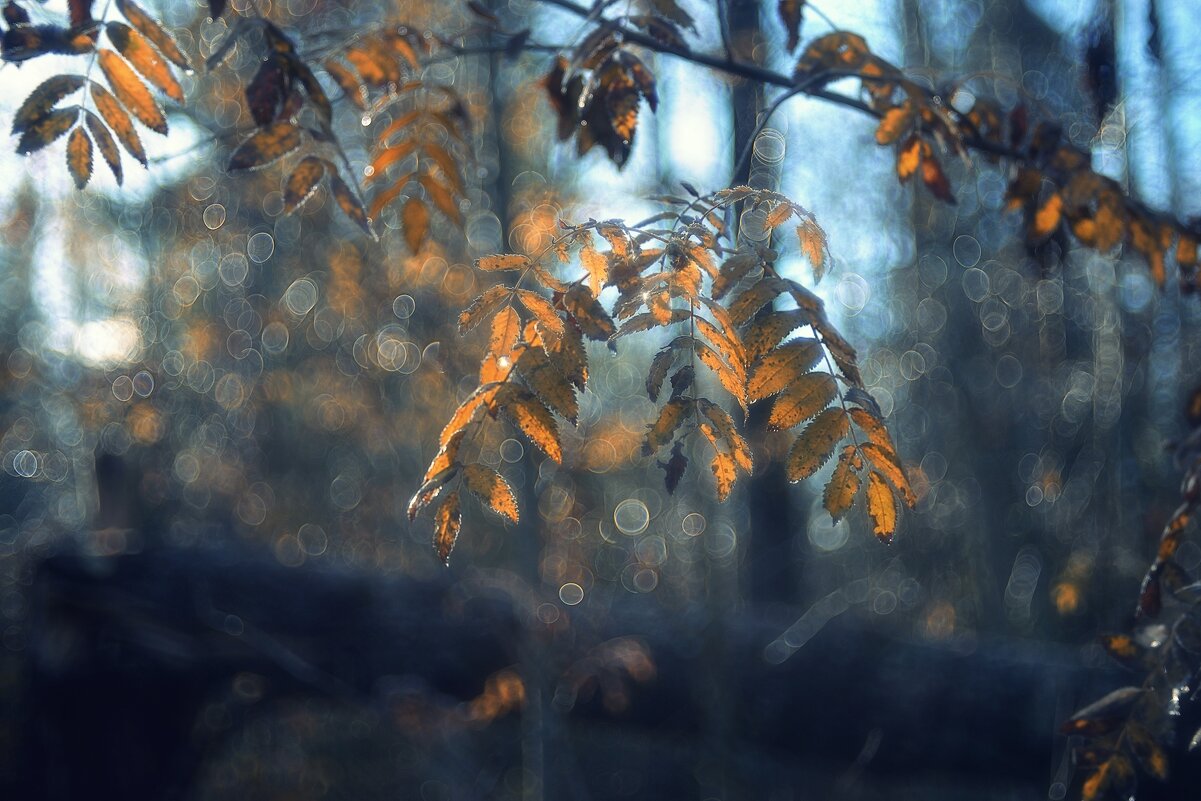 осенние зарисовки... - Natali-C C