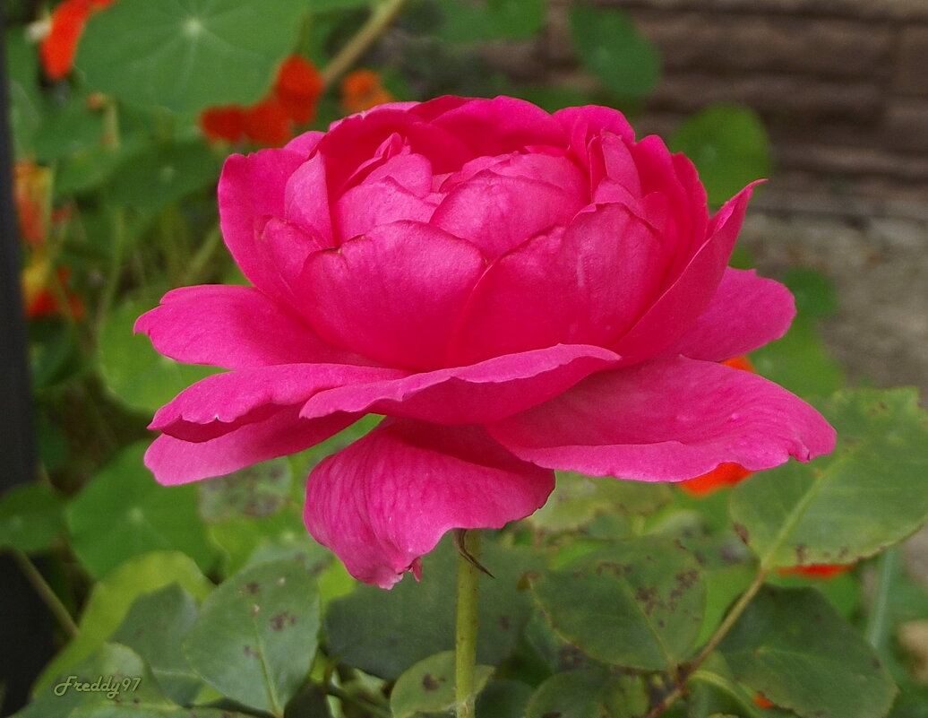 Розы - Freddy 97