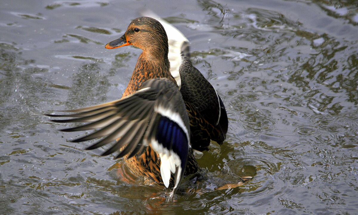 Перед отлетом 2025 год. - Анатолий Анищик
