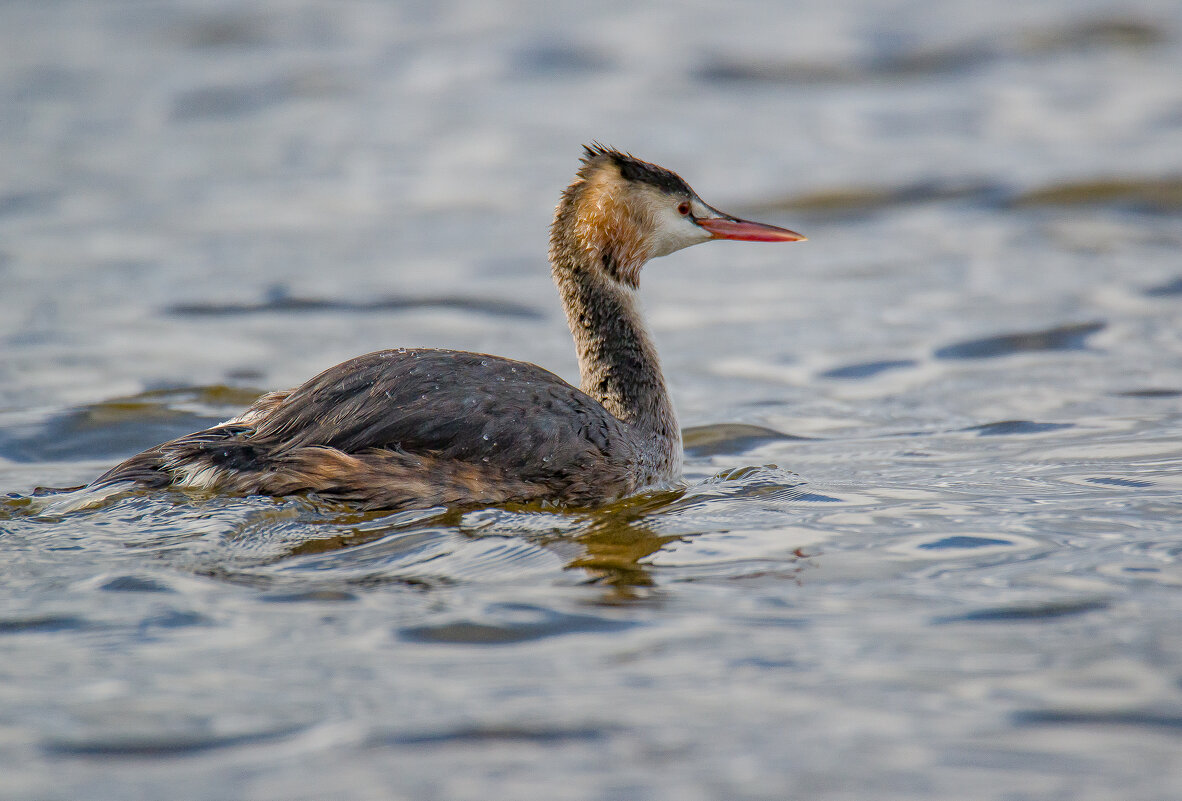 Чомга. - Sergey (Apg)