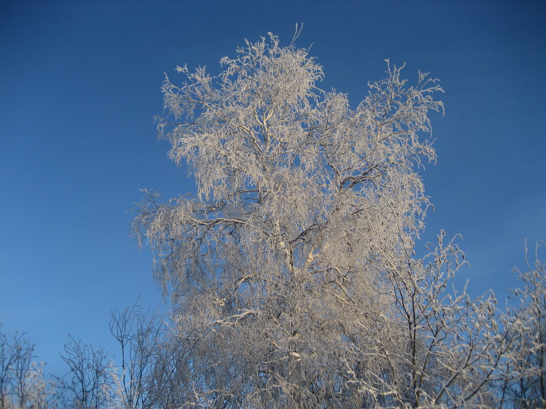 Берёзка - Anna Ivanova