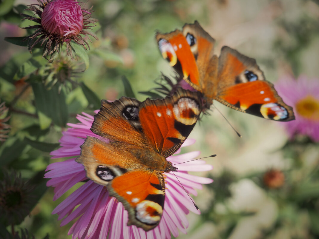 бабочки... - Александра [-/