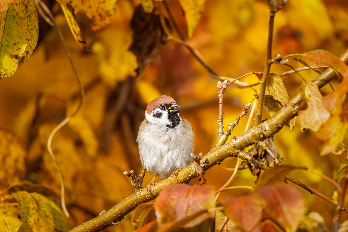 Воробей - Alex Bush