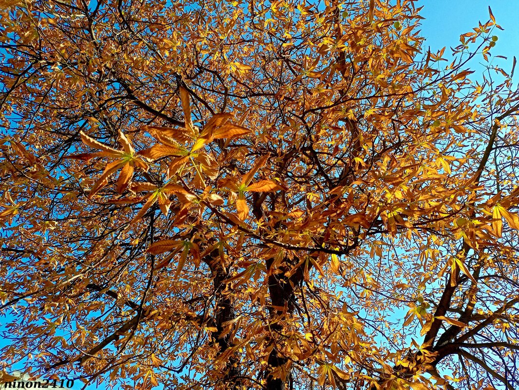 Осень золотая - Нина Бутко