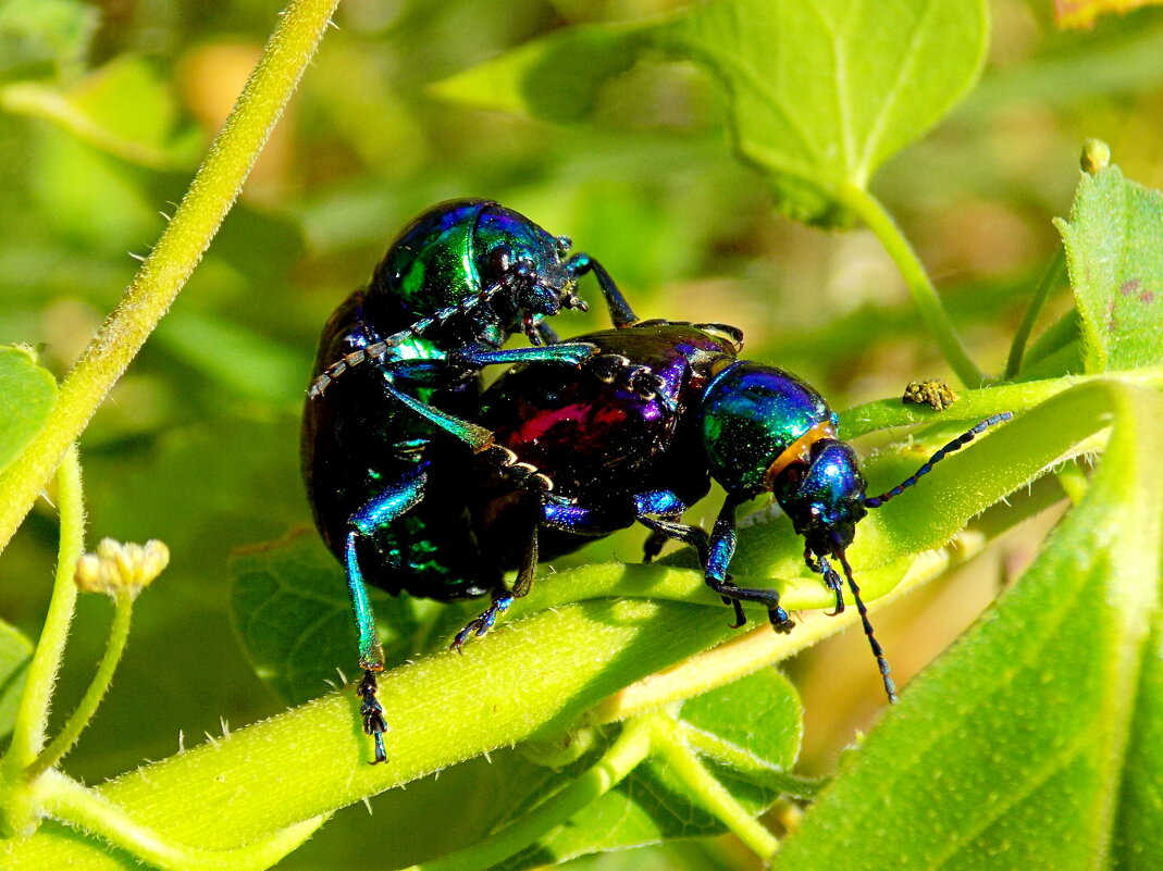 Листоеды азиатские - Константин Штарк