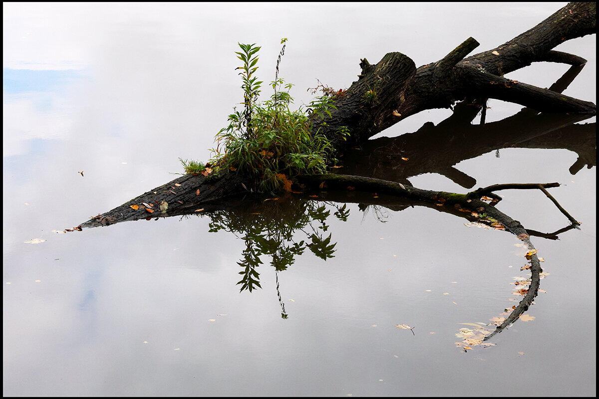 < - Сергей Премонишын