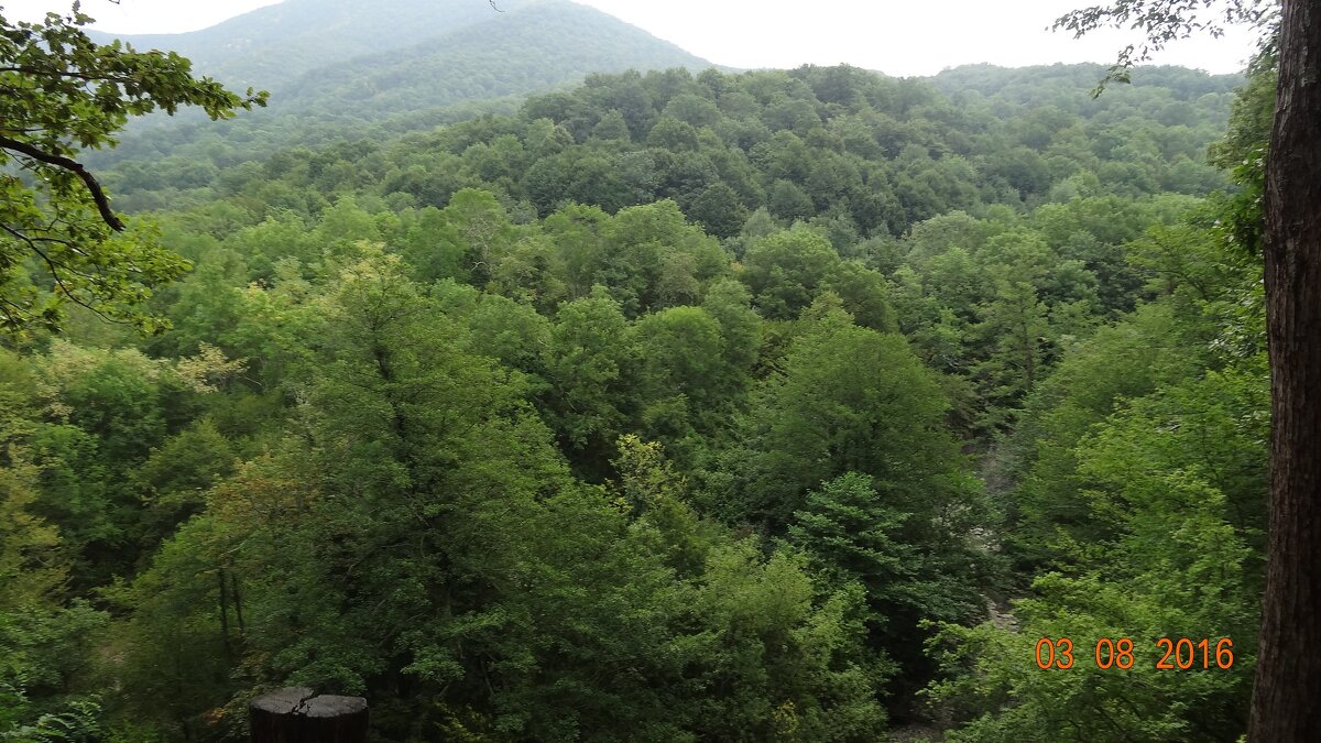 ЛЕСНАЯ ГОРИСТНОСТЬ - СЕРГЕЙ ФИЛОЧКИН