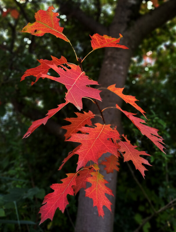 В Зиндельфингене осень... - Сергей Порфирьев