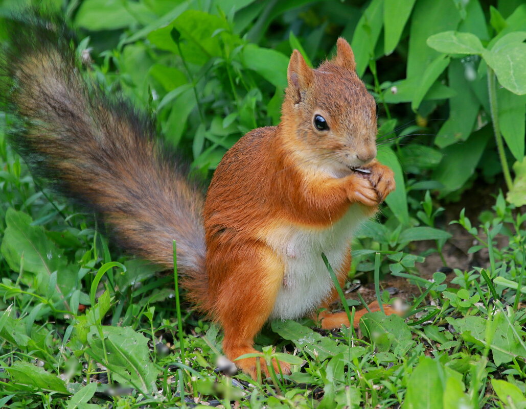 совсем маленький ещё... - Andrey Bragin 