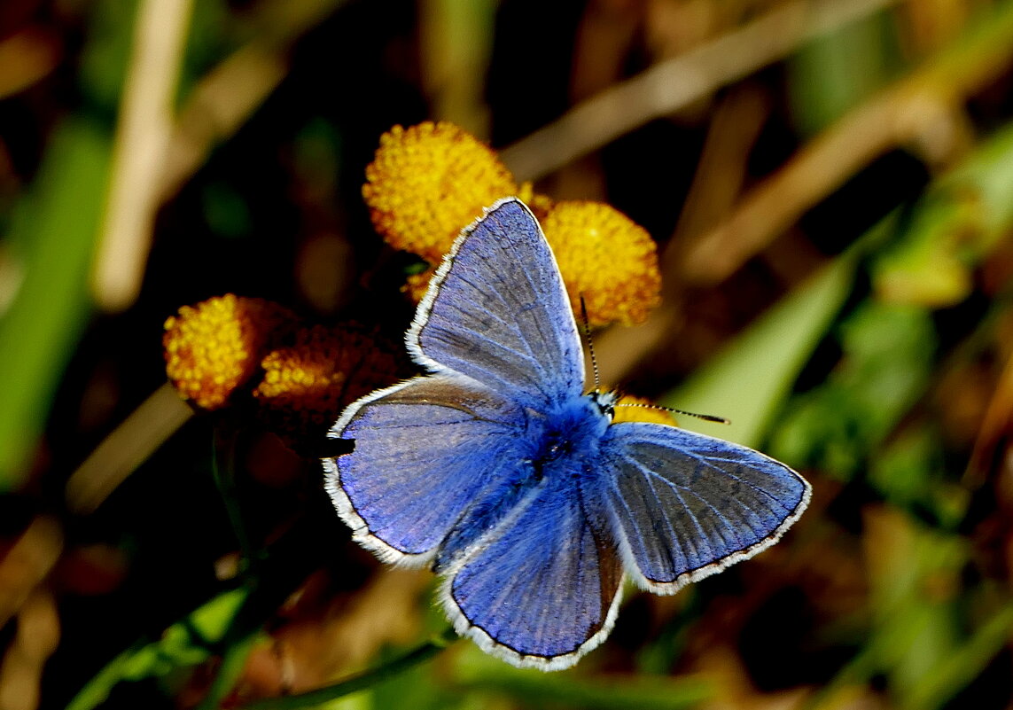 опять бабочки 19 - Александр Прокудин опять бабочки 19 - Александр Прокудин