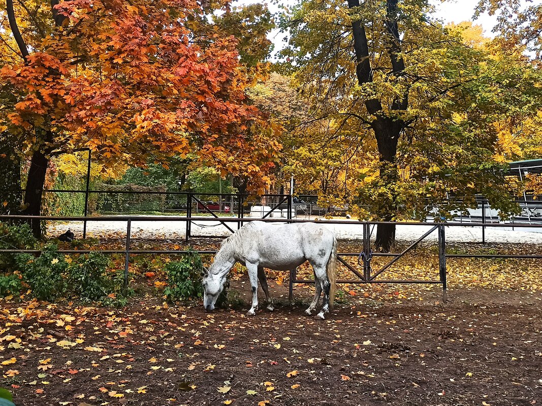 Осень в Москве - svk *
