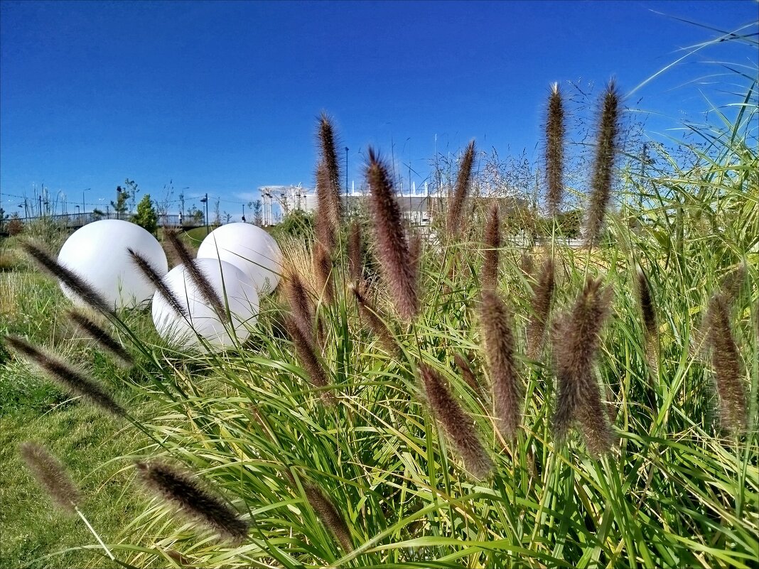 Камыши! - Надежда Камыши! - Надежда