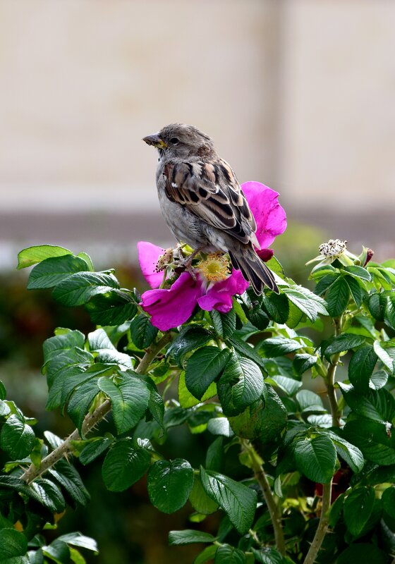 Домовой воробей - Павленко Михаил 
