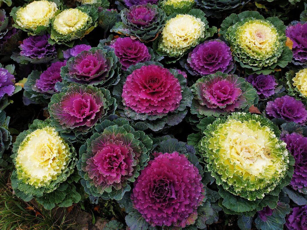 Осень и цветы - Андрей Лукьянов