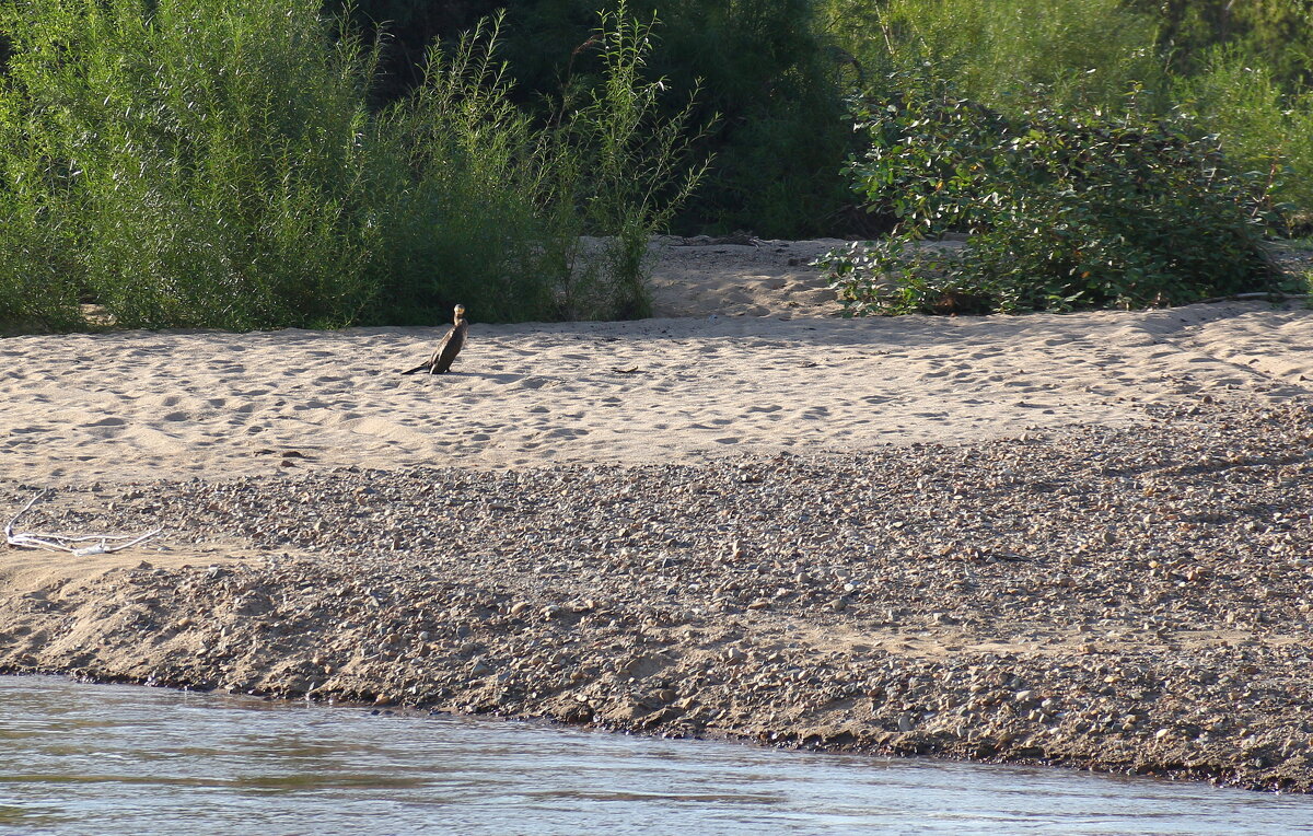 Любопытный баклан - Мишель71 