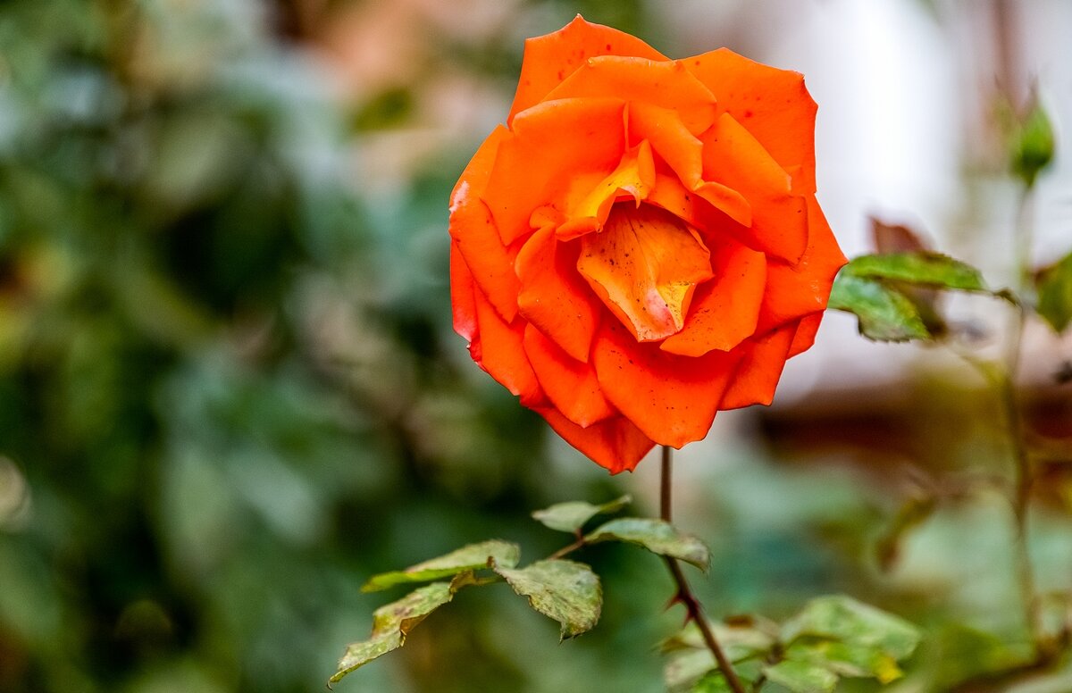 Осенняя красавица - Валерий Иванович