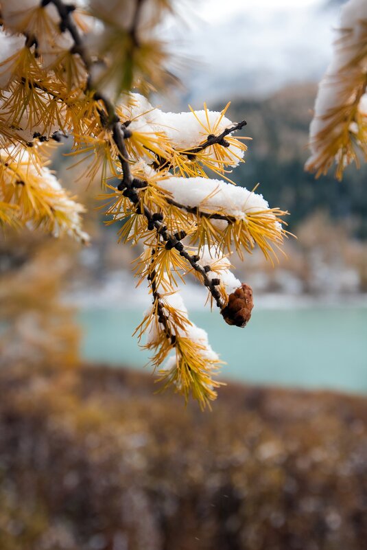 Шишка - Виктор Фоменко