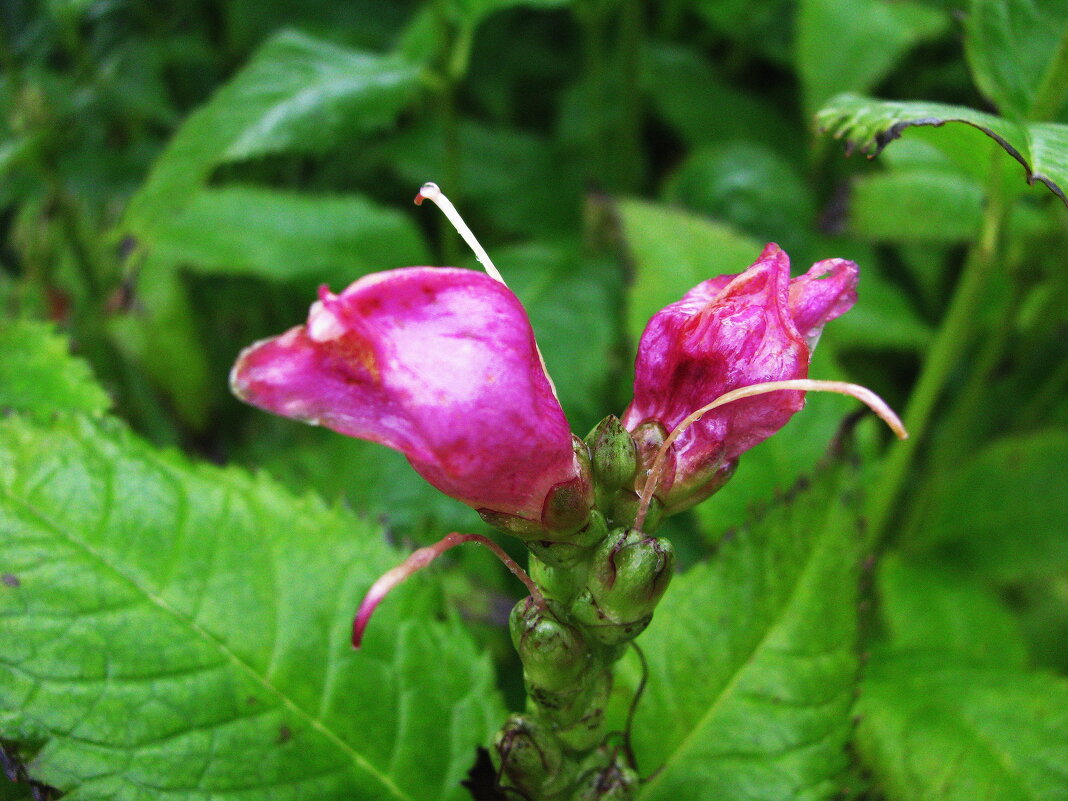 Хелоне косая - Людмила Смородинская
