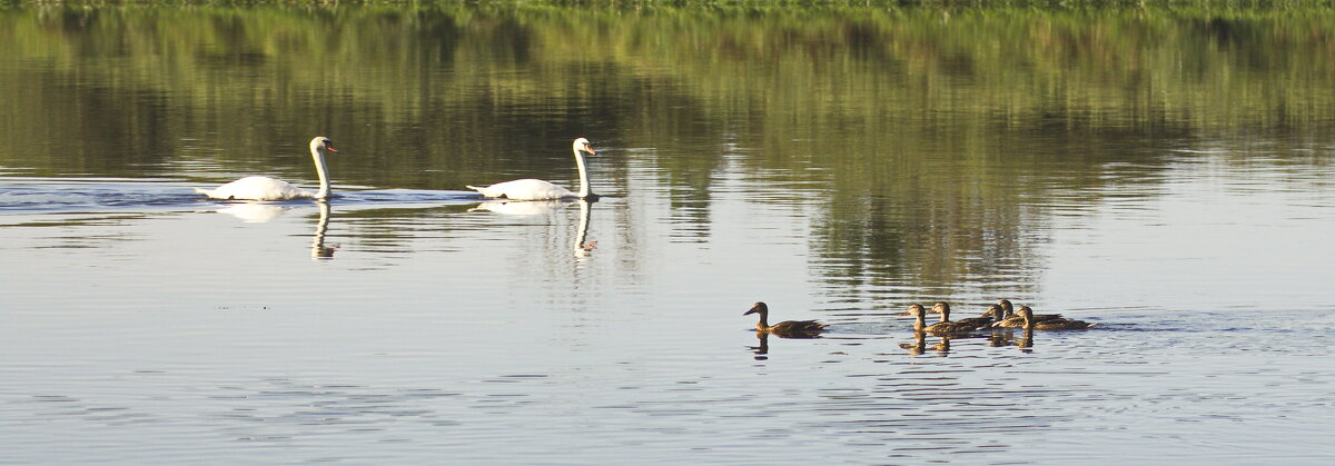 красавцы - Владимир Зырянов