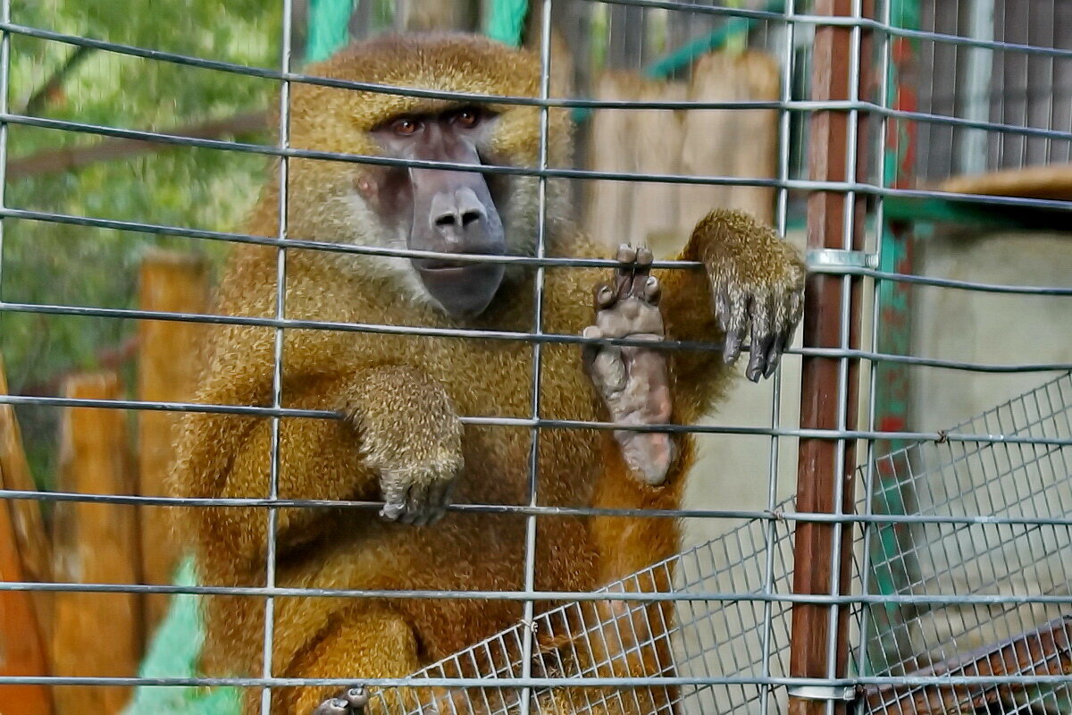 " Сафари парк " Геленджик... - Николай Саржанов