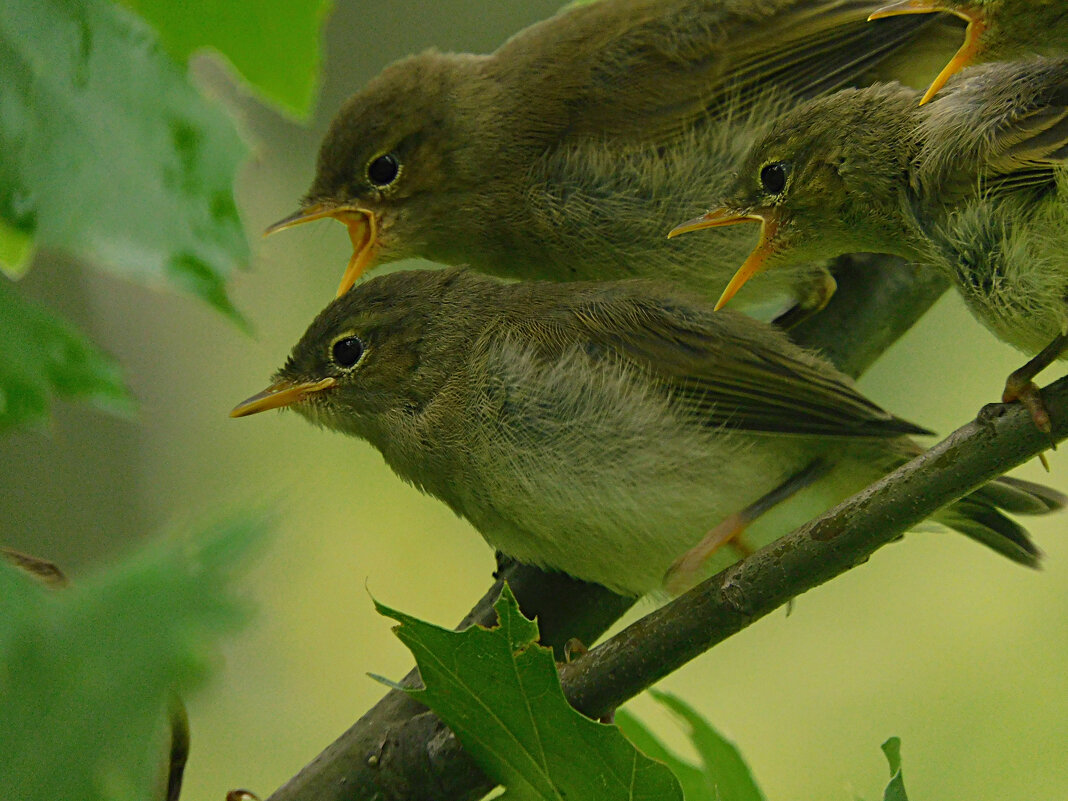 Голодные рты - Лина 