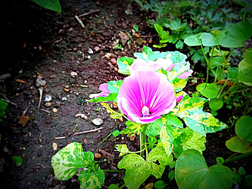 Цветы. - Владимир Драгунский Цветы. - Владимир Драгунский