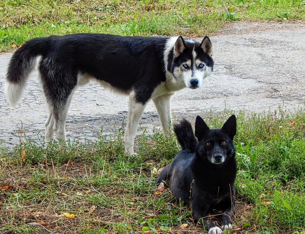 Взаимный интерес! :) - Елена Хайдукова  ( Elena Fly )