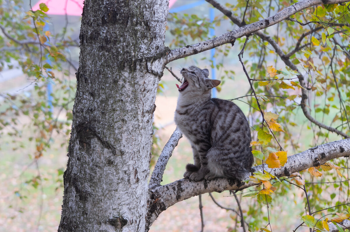 КОГДА Б ИМЕЛ ЗЛАТЫЕ ГОРЫ И РЕКИ, ПОЛНЫЕ ВИНА!  :-) - Володька Завитушкин