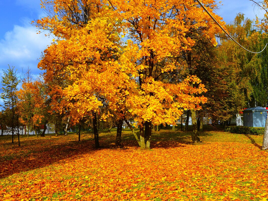 Чебоксары. Осенние клёны сквера им. Чапаева. - Пётр Чернега