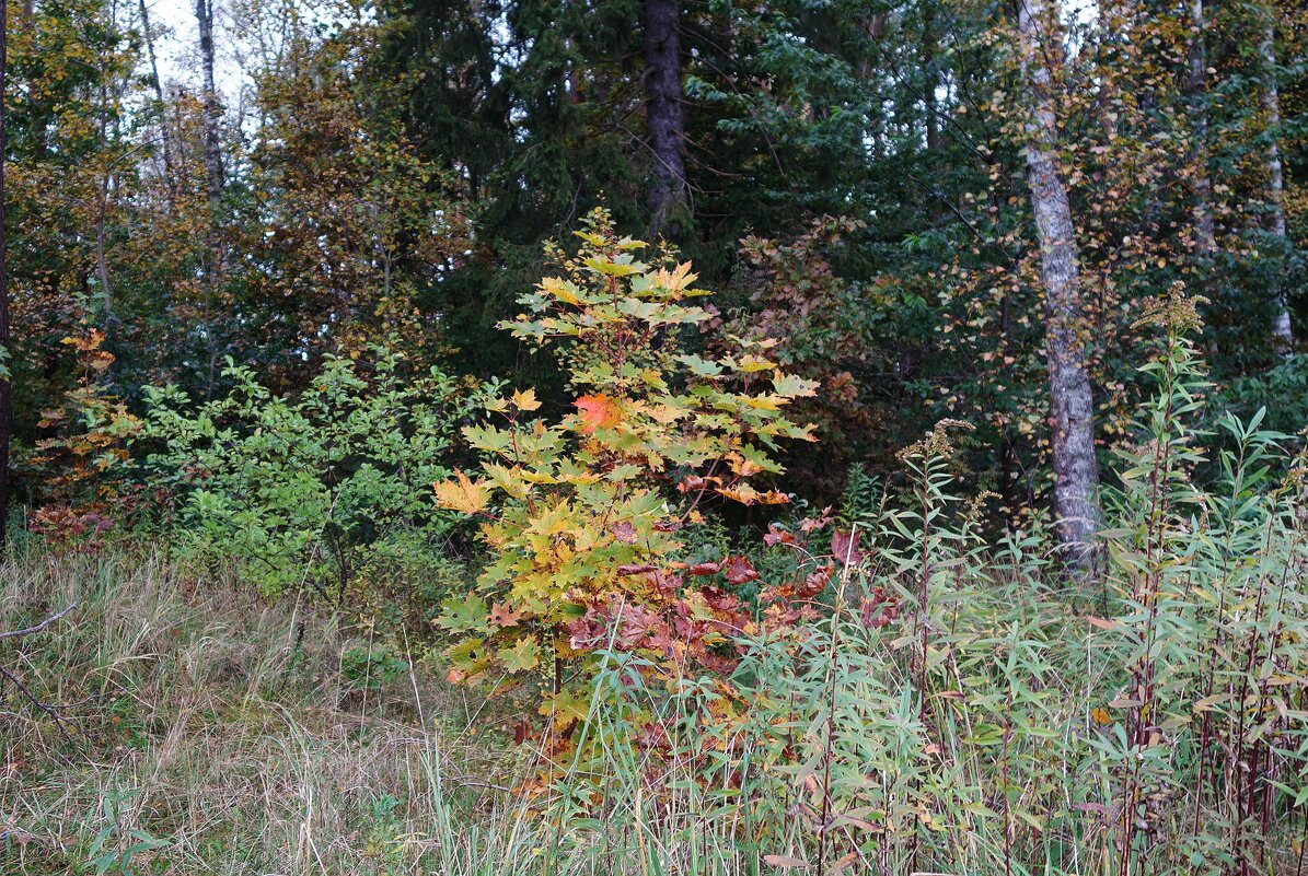 В осеннем лесу - Рита Симонова