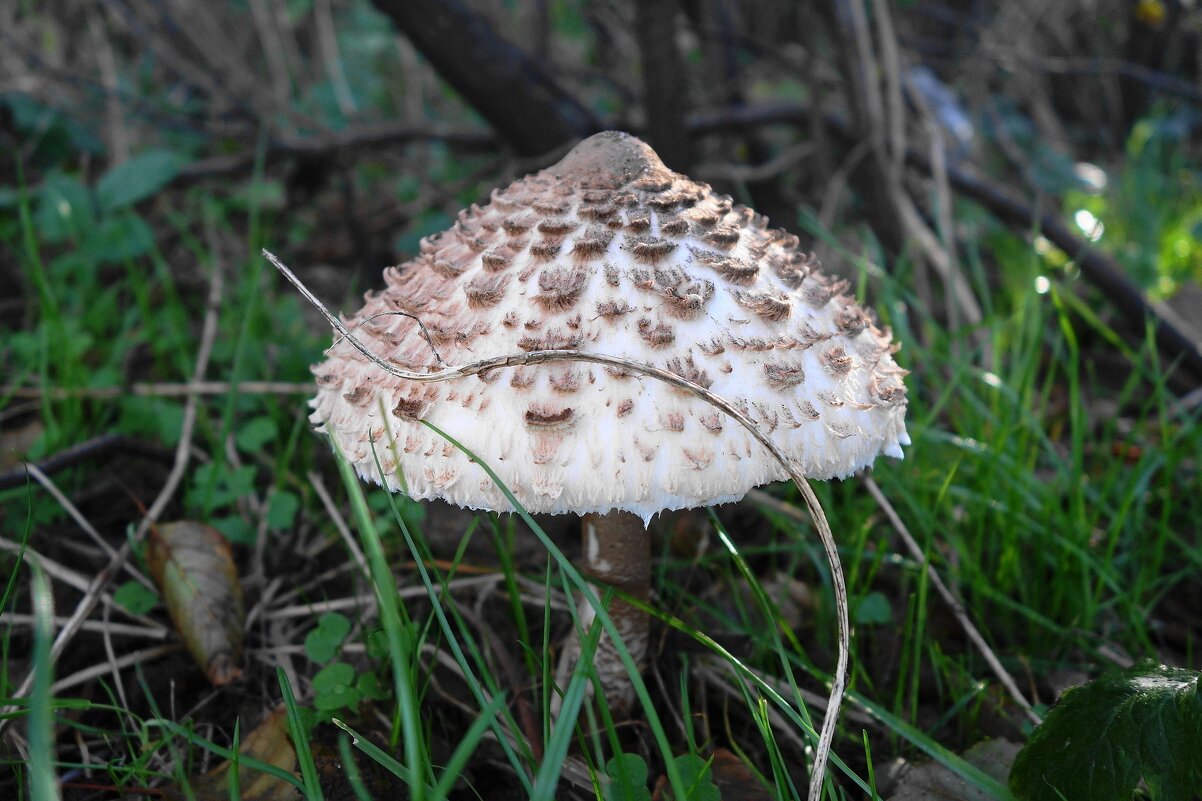 В осеннем лесу - Рита Симонова