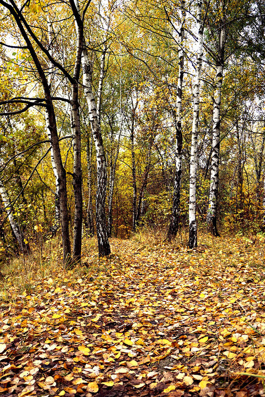 Тропинка средь берез - Лариса Корж