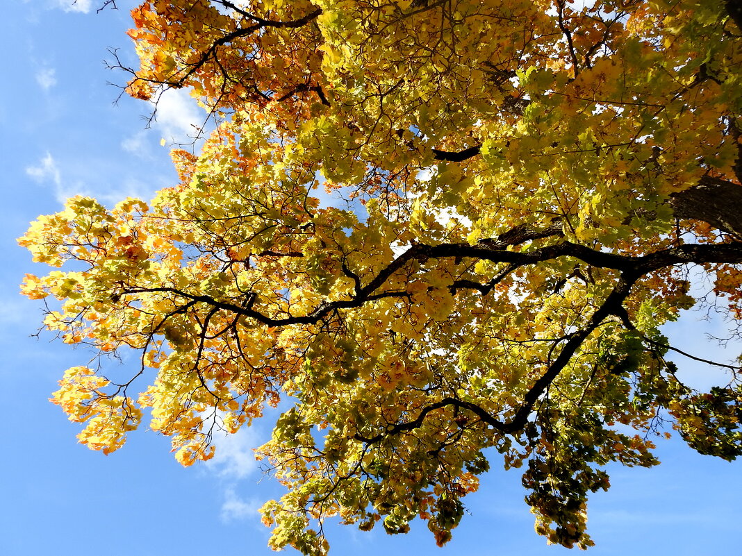 осень - ИННА ПОРОХОВА