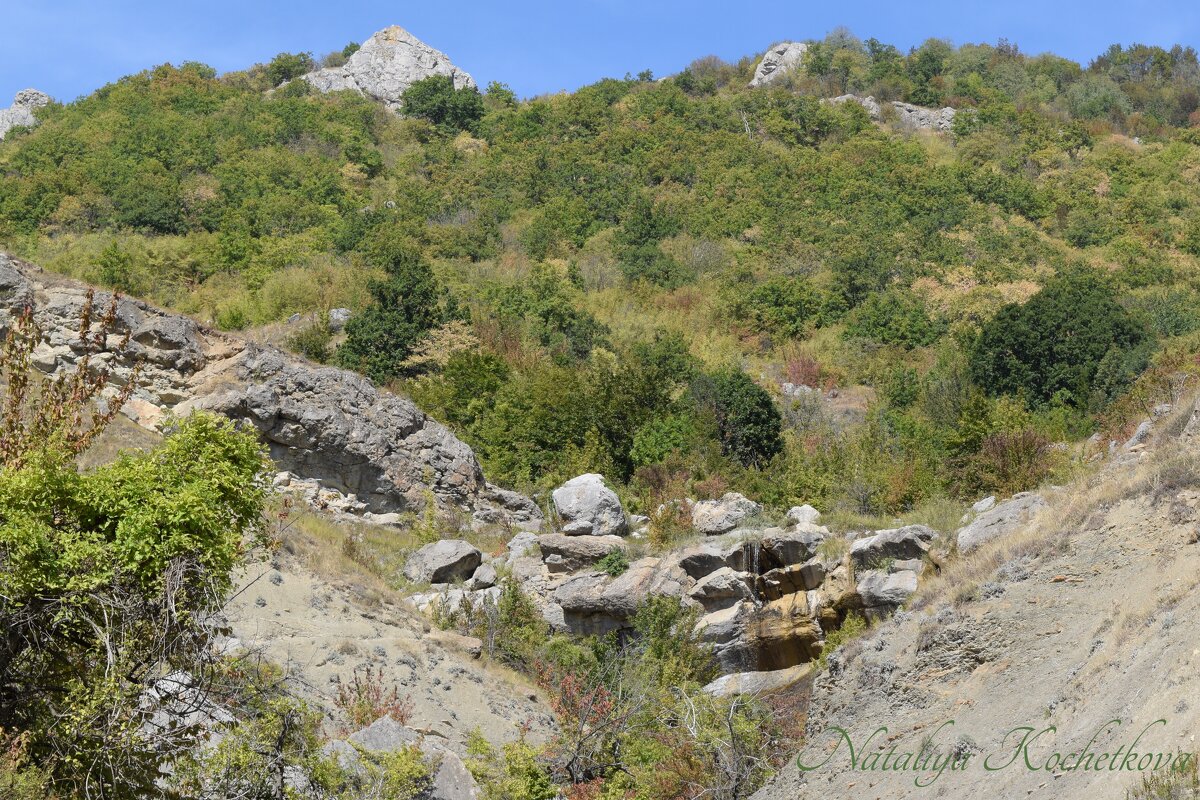 Природа Крыма - Amazing Cosmea