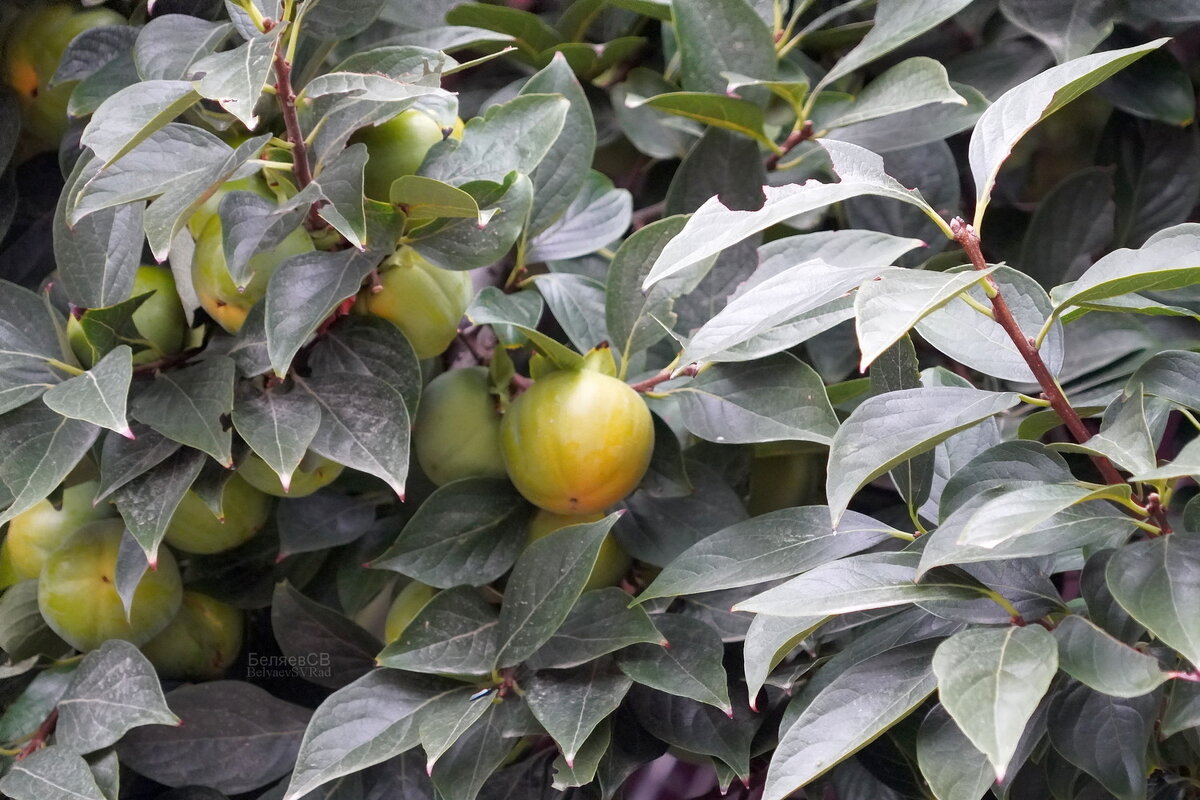 Зреет урожай - Сергей Беляев