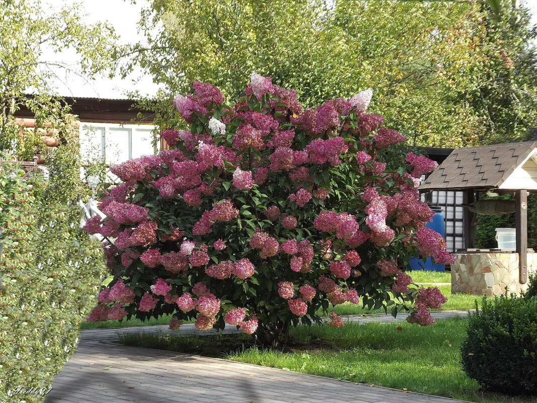 Куст гортензии - Freddy 97