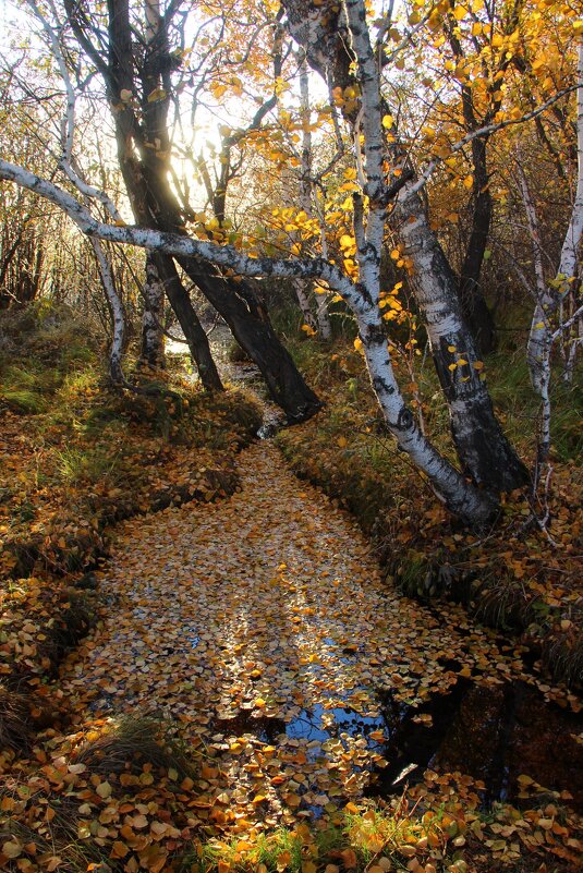 Родник - Владимир Помазан