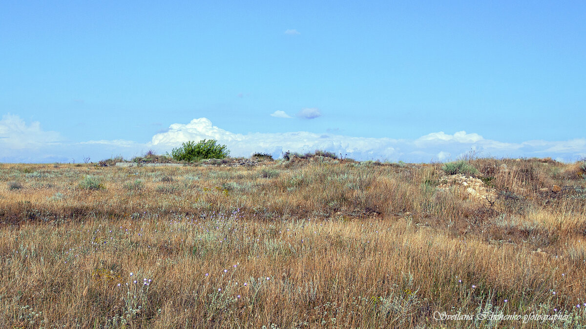 Крымская степь - Светлана Ищенко