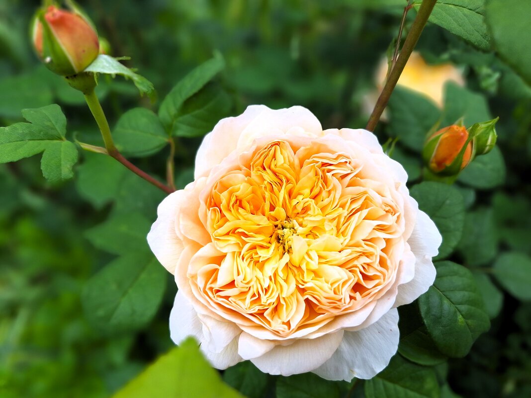 Роза - Наталья 