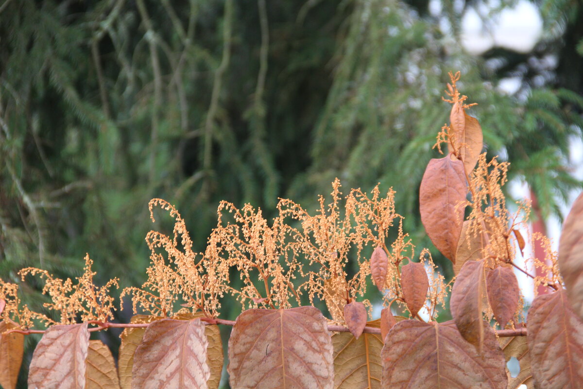 Осеннее.... - ii_ik Иванов Осеннее.... - ii_ik Иванов