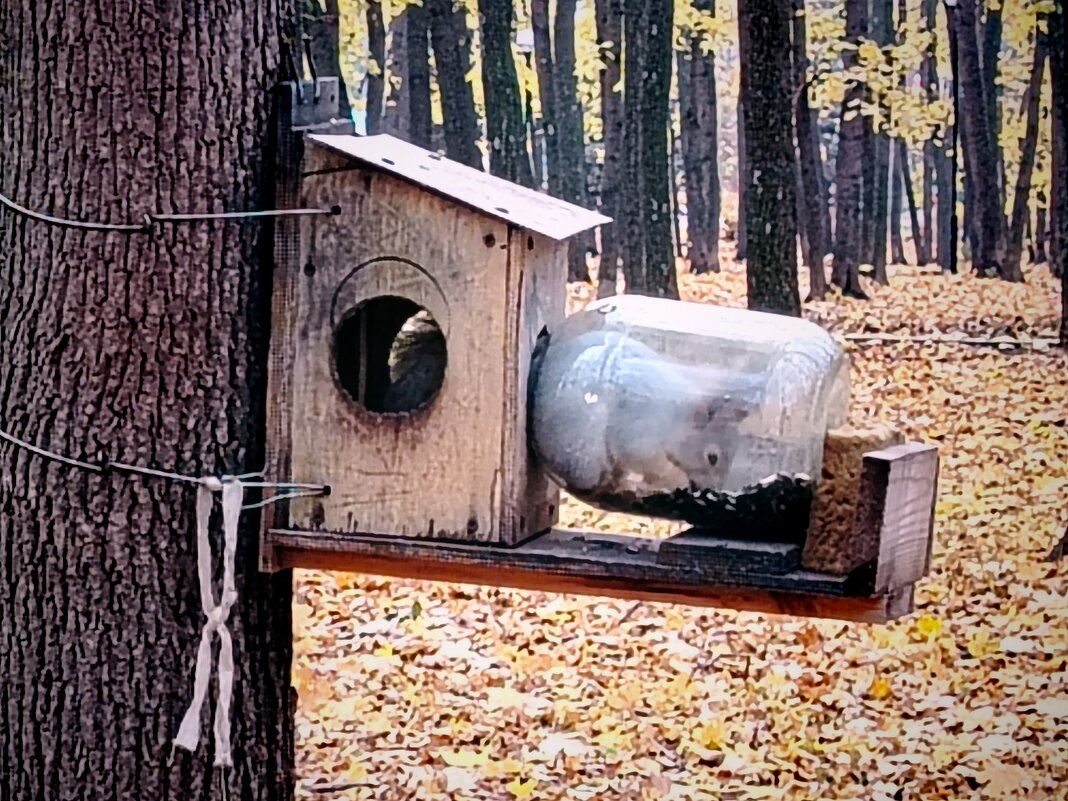 Белочка в банке - Надежда 