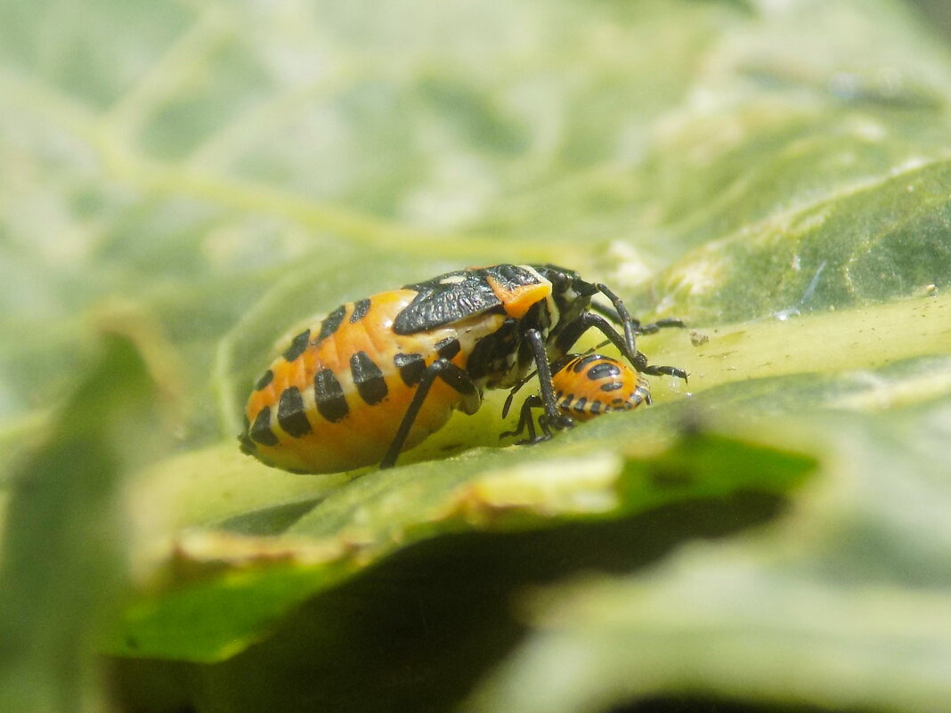 Перпендикулярные клопы...) - Константин Штарк Перпендикулярные клопы...) - Константин Штарк