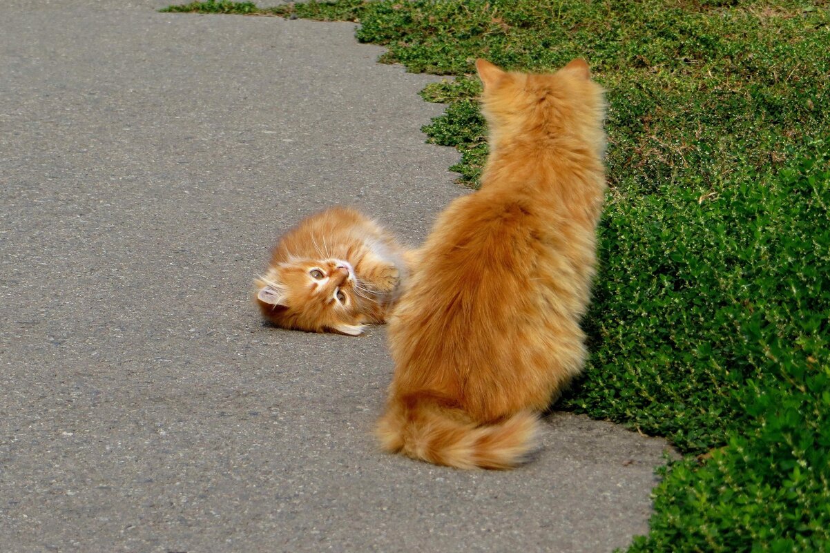 Лежачего не бьют! - Татьяна Смоляниченко