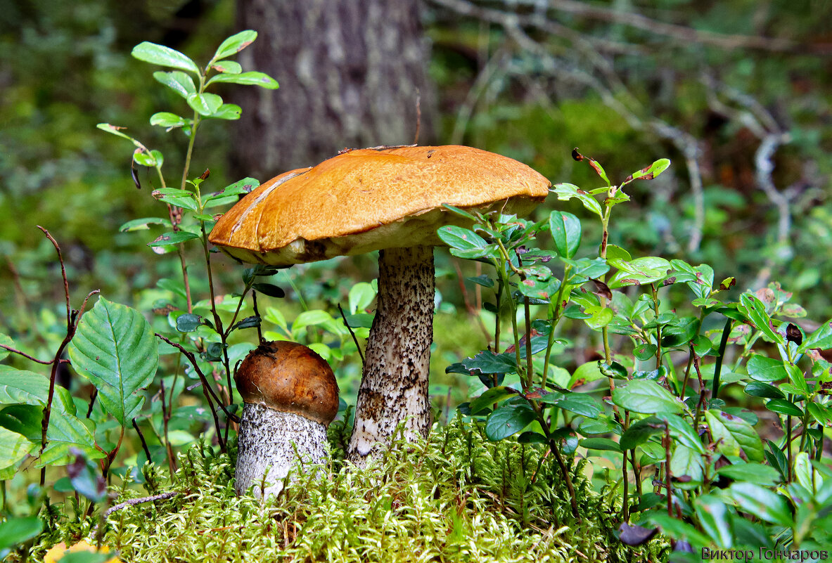 грибы - Laryan1 