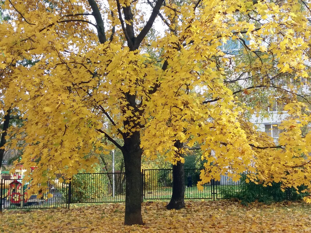 Золото осеннее - Galina Solovova Золото осеннее - Galina Solovova