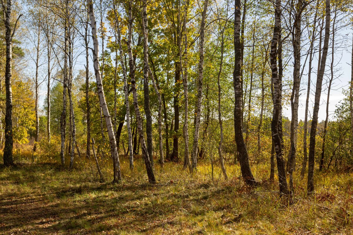 Октябрь.В лесу. - Сергей Татаринов