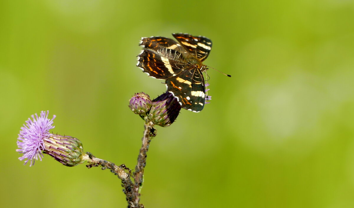 опять бабочки 21 - Александр Прокудин