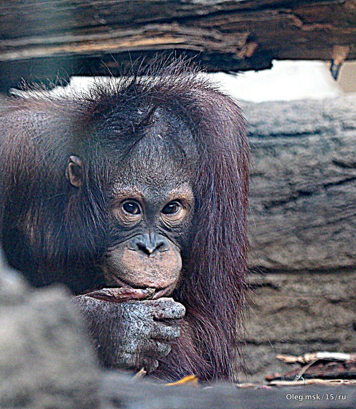 кто кого изучает - Олег Лукьянов