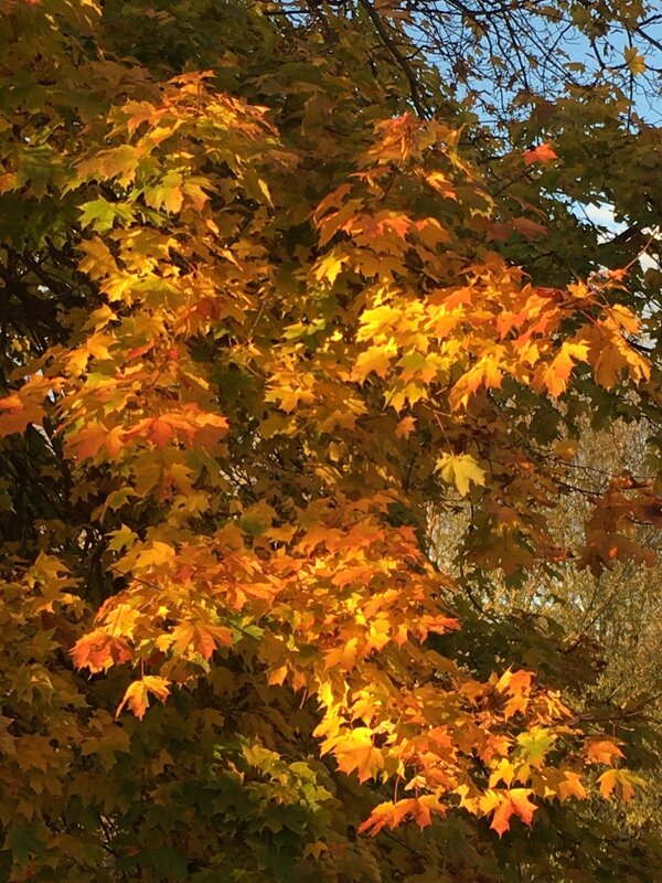 Осенняя феерия... - Владимир Павлов
