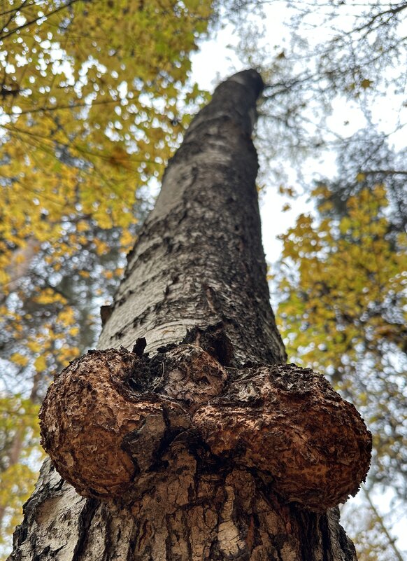 Деревья 2 - Анна Рамун